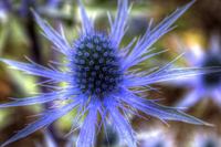 Blue_thisle