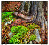 Roots_mosshdr
