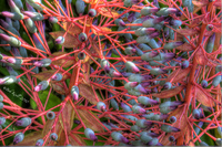 Palm-fronds-in-bloom