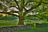 Bedfordoak-4195_1_2_3_4-edit
