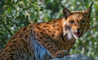 Lynx