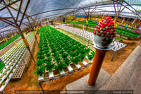Big-red-strawberry-farm-cameron-highland-hdr-photography