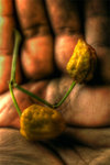 Chilli