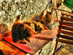 Three-cats-in-a-row