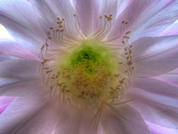 Stami-echinopsis