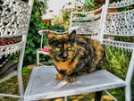 Cat-thinking-