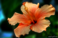 Orange-hibiscus