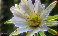 Morning-cactus-flower