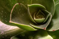 Plantiux_photomatix