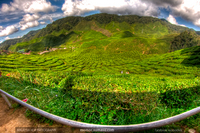 Bharat-tea-valley-cameron-highland-hdr-photography