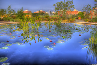 Lily1_tonemapped