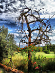 Ghost-tree