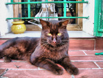 Cat-chocolate