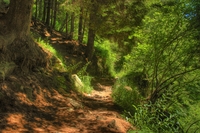 Sentiero_per_il_monte_cucco_biella