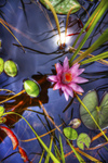 Philly__lily-116_tonemappedpsd