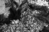 Black_white_flowers