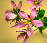 Wildflower