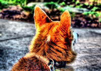 Img_2893_4_5_tonemapped-ltm-cut