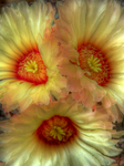 Fiori_cactus-astrophitum_capricorne_3