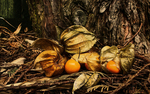 Physalis