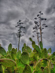 Nopales_tonemapped_color