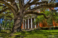 The_mighty_oak