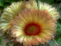 Fiori_cactus-astrophitum_capricorne_2