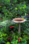Jozefina_woods_mushroom2