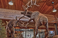 Elks_in_a_store