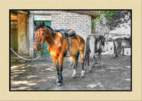Horses8transframed