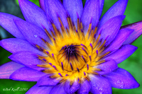 Purple-water-flower