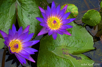 Twin-water-flowers
