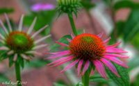 Cone-flowers-in-stages