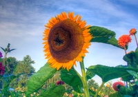 Img_1225_3_4_tonemapped_filtered