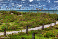 Grassy-dunes-saint-petersburg-beach