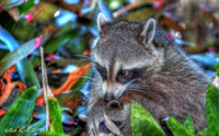 Racoon-hiding-baby