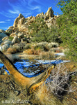 Joshua-tree-in-winter