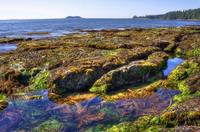 Musselbeach2