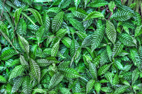 Leaf-texture-study