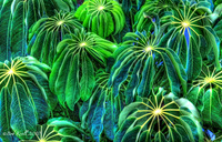 Leaf-study-repeating-patterns