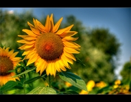Girasole_hdr_lowres