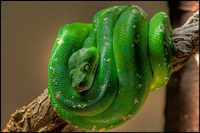 Mamba