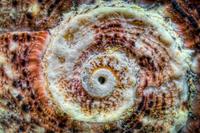 Seashell_3209x2130