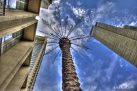 Reaching-toward-the-sky