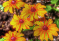 Cone-flowers