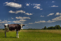 Moo