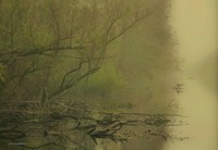 Comarants_and_fog