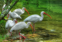 Birds