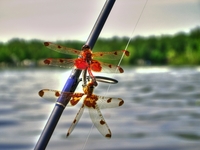 Dragon_flies