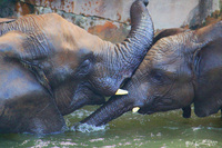 Mom-and-baby-elephant-lawry-zoo